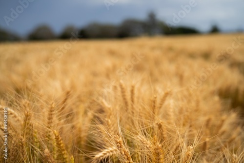 varietys of wheat in a field