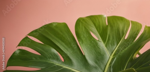  a close up of a large green plant on a pink background with a pink wall in the backround.
