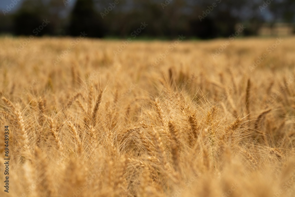 beautiful farming landscape of wheat fields and crops growing in australia beautiful farming landscape of wheat fields and crops growing in australia