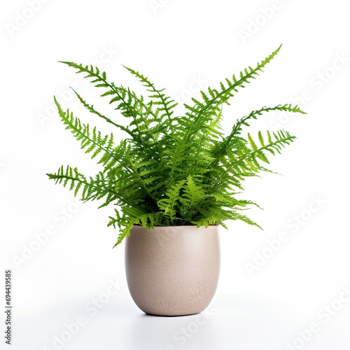plant in pot. idea plant for garden. isolated on white background. Png format.
