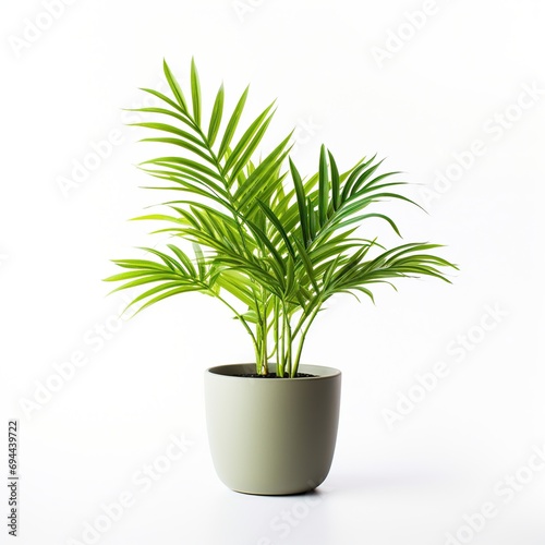 Areca Palm plant in pot. idea plant for garden. isolated on white background. 