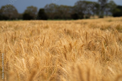 wheat grain crop in a field in a farm growing in rows. growing a crop in a of wheat seed heads mature ready to harvest. barley plants close up in the outback
