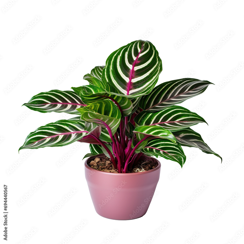 Obraz premium Calathea makoyana houseplant in a pot on a transparency background. Png format.