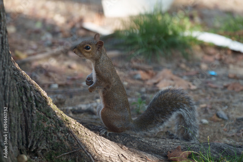 A squirrel of Milan, Italy