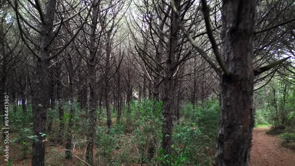 dense dark Pinewoods Forest, Tuscany Italy. Nice aerial top view flight drone