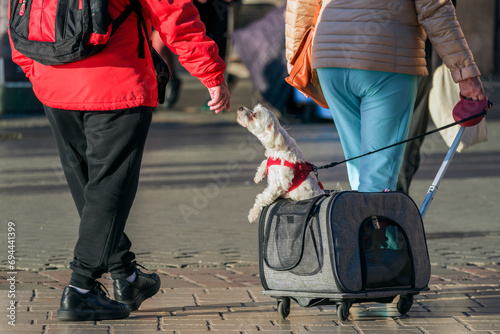 A small dog in a red harness, standing on its hind legs and extending its hand to a man in a red jacket. The dog is attached to a carrier on wheels. Concept of travel or caring for pets