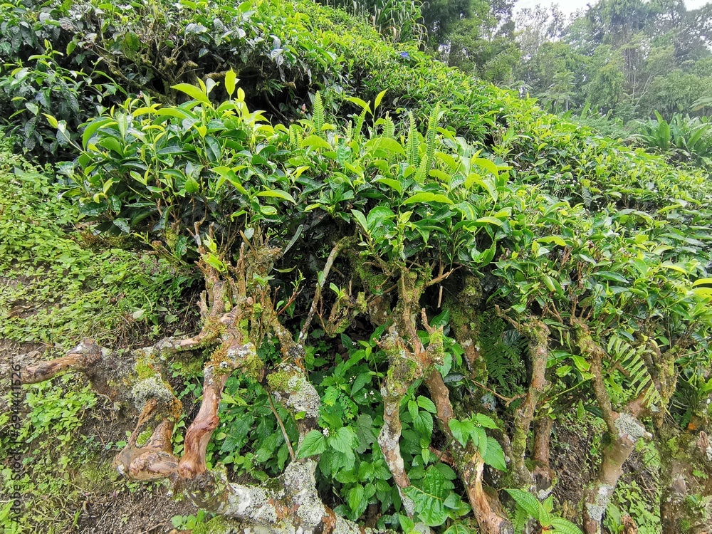 old tea plants in malaysia