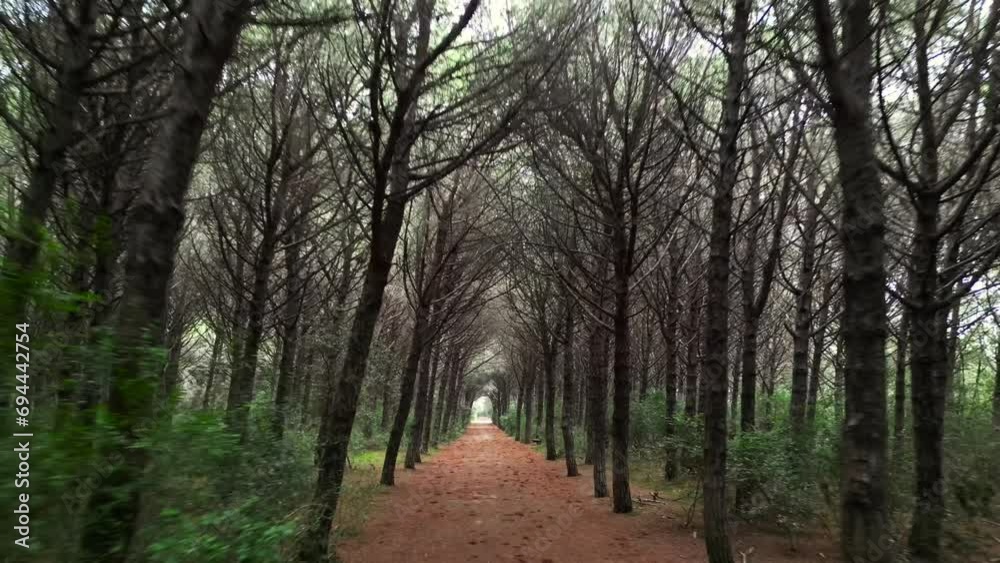 way dense Pinewoods Forest, Tuscany Italy. Gorgeous aerial top view flight drone way dense Pinewoods Forest, Tuscany Italy. Gorgeous aerial top view flight drone