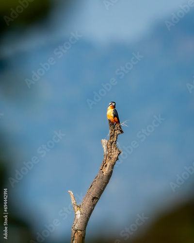 Collared falconet or Microhierax caerulescens closeup perched at dhikala zone of jim corbett national park forest or tiger reserve uttarakhand india asia photo