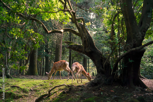 Obraz na plátne A deer was found inside Nara Park.