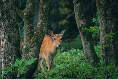 A deer was found inside Nara Park.  © Master