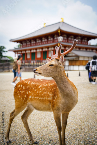 Cuadro en lienzo Deer at Nara park in Japan.