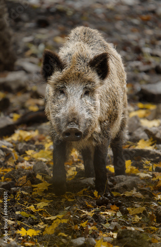 Portrait of Wild boar in zoo