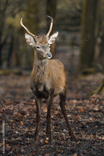 Portrait of Red deer in zoo © Josef