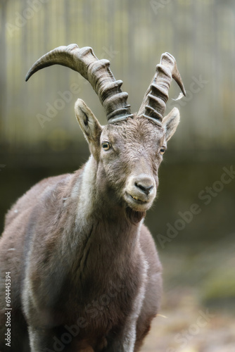 Portrait of Alpine ibex in zoo © Josef