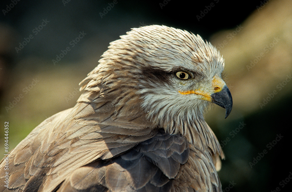 Fototapeta premium Milan royal,.Milvus milvus , Red Kite