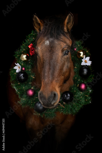 Christmas horse black shot: A bay brown huzule pony wearing a festive wreath in front of black background © Annabell Gsödl