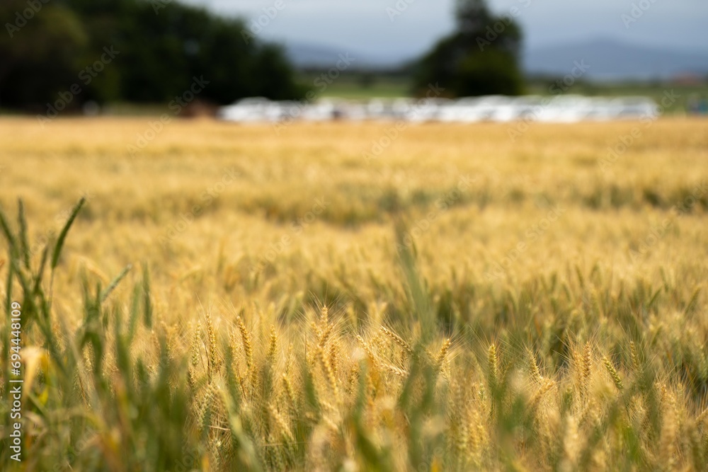beautiful farming landscape of wheat fields and crops growing in australia