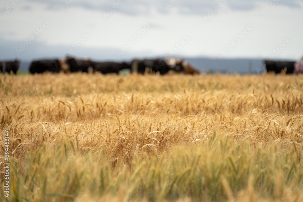 Obraz premium regenerative agriculture farm. growing wheat and barley crop Sustainable agriculture in Australia cropping ranch