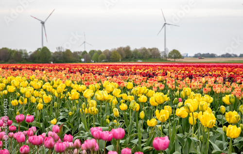 Bright colored tulip field in the city of Grevenbroich Germany	
