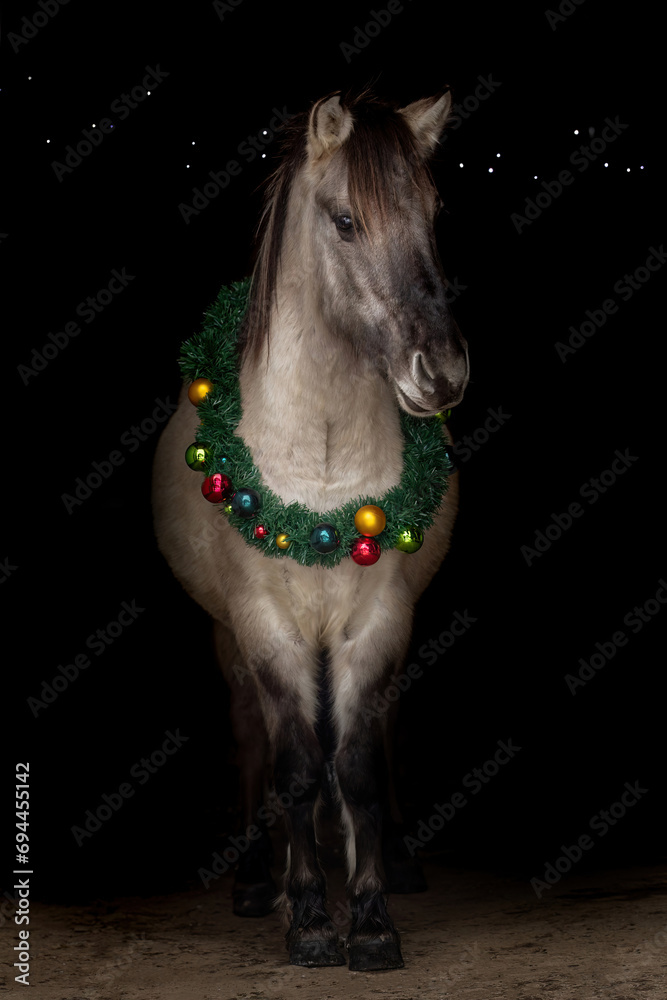 Horse black shot: Funny christmas portrait of a dun konik horse wearing a wreath and a santa hat on black background