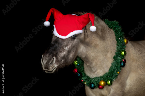 Foto Horse black shot: Funny christmas portrait of a dun konik horse wearing a wreath