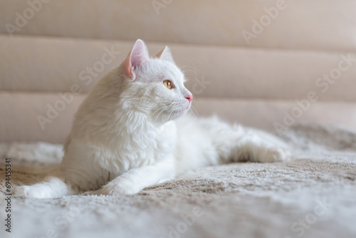 White fluffy cat. Turkish angora. Van kitten lies on beige bed. Adorable domestic pets.