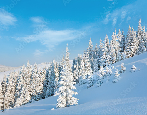 Morning winter calm mountain landscape with beautiful fir trees on slope (Kukol Mount, Carpathian Mountains, Ukraine)