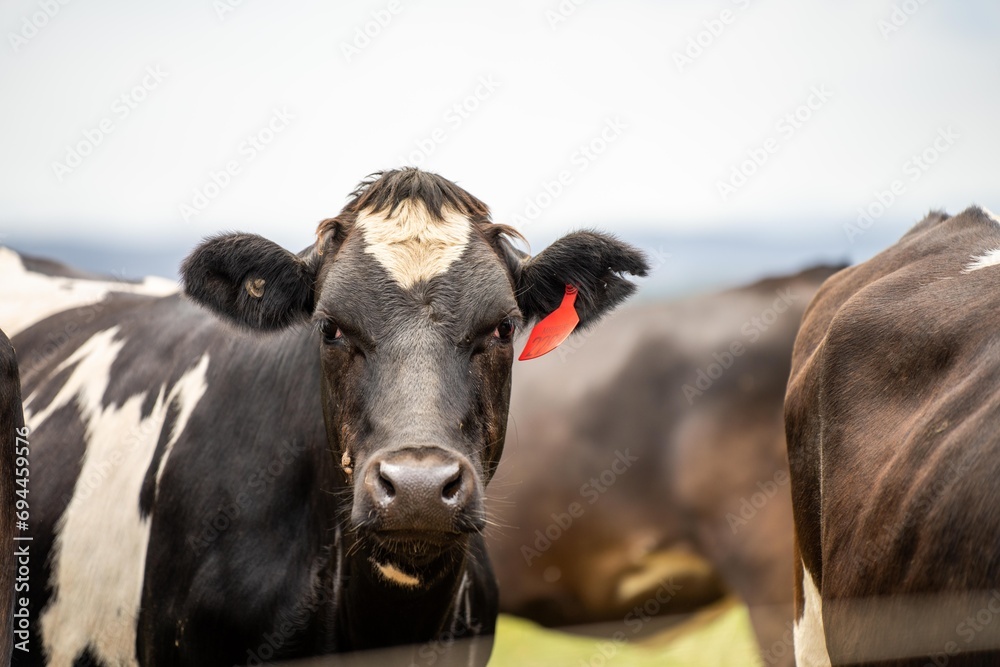 portrait Stud dairy cows grazing on grass in a field, in Australia. breeds include Friesian, Holstein, Jersey stud portrait Stud dairy cows grazing on grass in a field, in Australia. breeds include Friesian, Holstein, Jersey stud