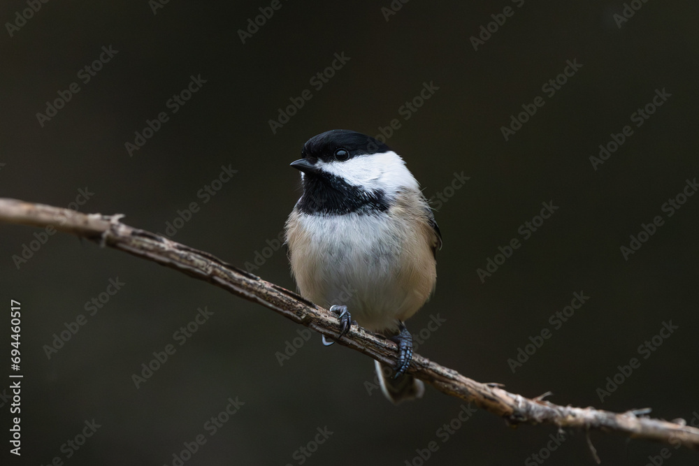 Obraz premium Black-Capped Chickadee (Poecile atricapillus)