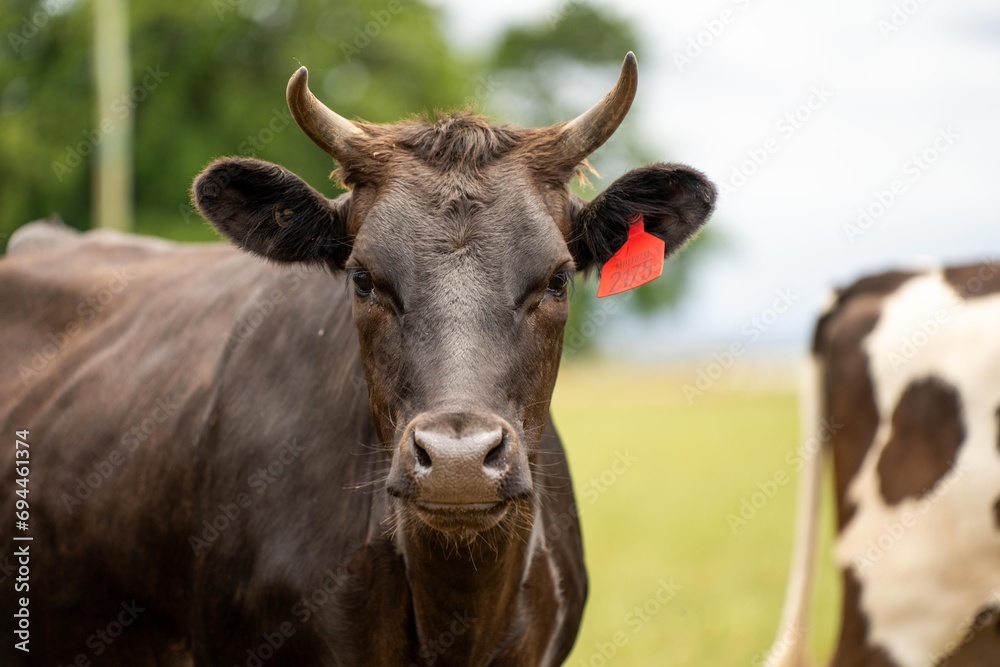 Portrait of Cows in a field grazing. Regenerative agriculture farm storing co2 in the soil with carbon sequestration in springtime Portrait of Cows in a field grazing. Regenerative agriculture farm storing co2 in the soil with carbon sequestration in springtime