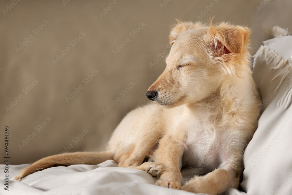 Studio portrait of cute shelter dog sleeping Studio portrait of cute shelter dog sleeping