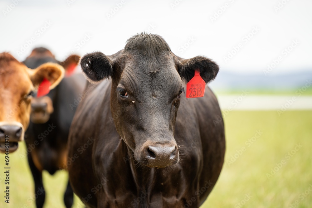 Stud Beef bulls and cows grazing on grass in a field, in Australia. breeds include speckle park, murray grey, angus, brangus and wagyu.