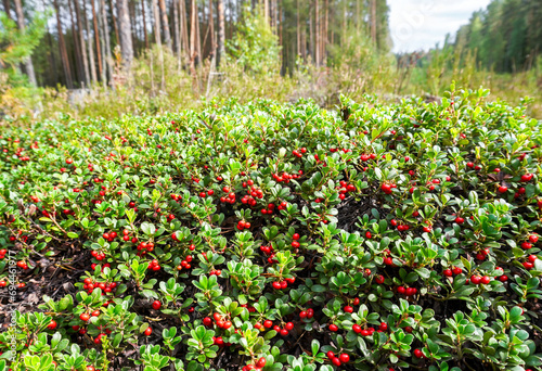 Fototapeta Naklejka Na Ścianę i Meble -  Red ripe cowberry also known as lingonberry grow in the forest