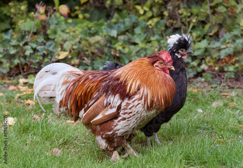 Red rooster and black Poland chick free in garden