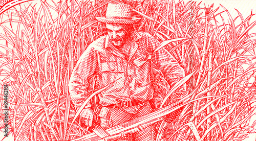 Ernesto Che Guevara harvesting sugar cane. Drawing from a Cuban banknotes photo