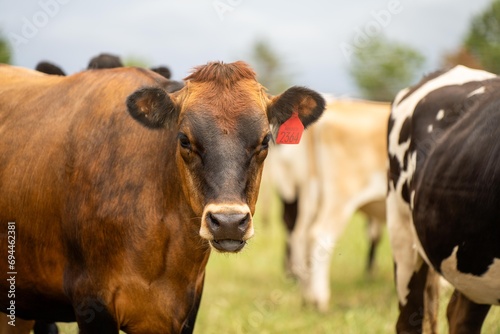 dairy cows in a field on a farm in summer