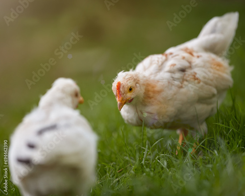 Two young chicks playing free in grass