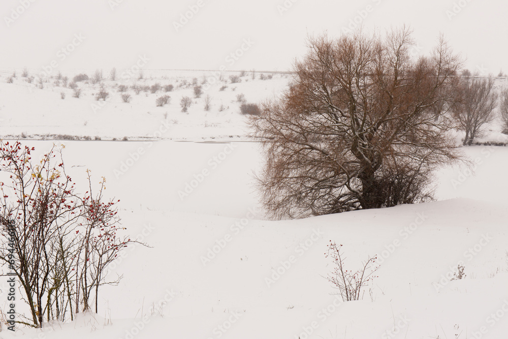 Hills with rose bushes in snowy winter Hills with rose bushes in snowy winter
