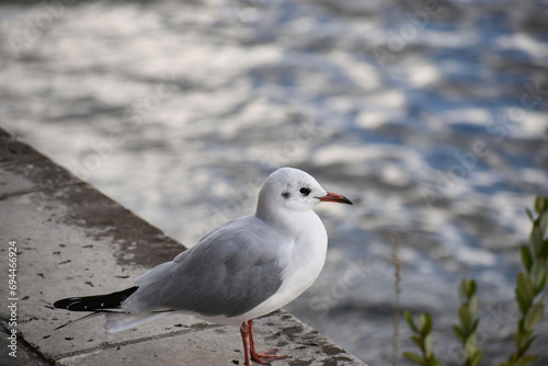 Parisian Seagull by the  Seine River