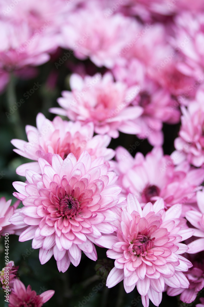 A bouquet of pink small chrysanthemum in the garden, close-up