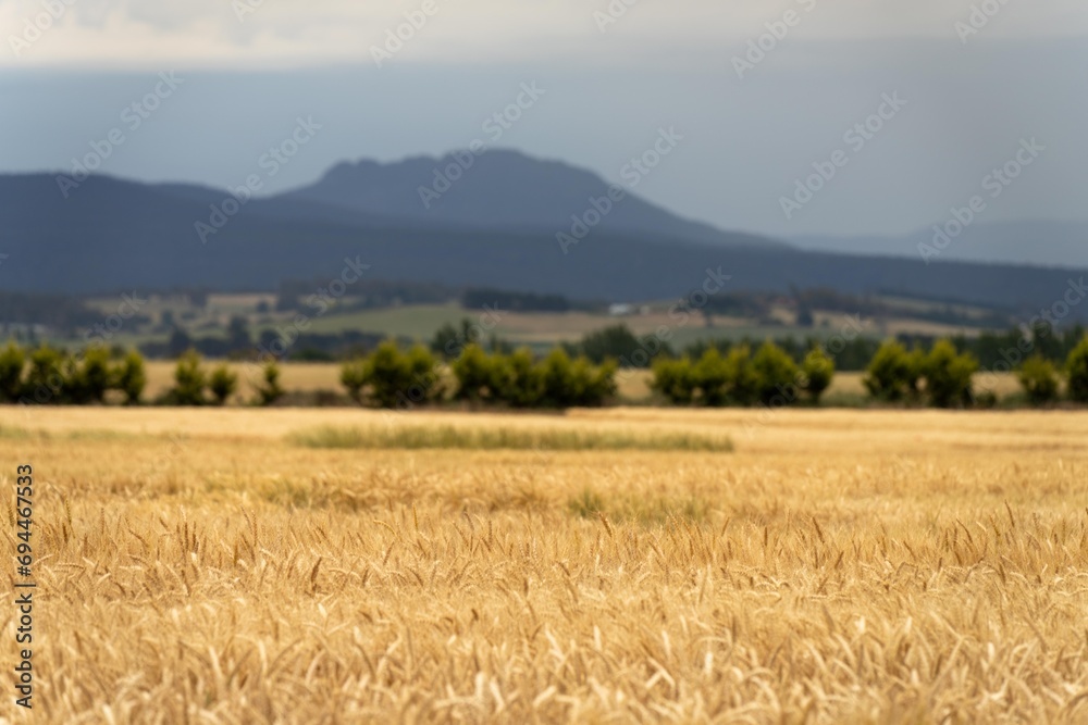 austrlian farming landscape of a wheat grain crop in a field in a farm growing in rows. growing a crop in a of wheat seed heads mature ready to harvest. austrlian farming landscape of a wheat grain crop in a field in a farm growing in rows. growing a crop in a of wheat seed heads mature ready to harvest.