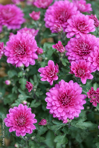 A bouquet of pink chrysanthemum in the garden  close-up