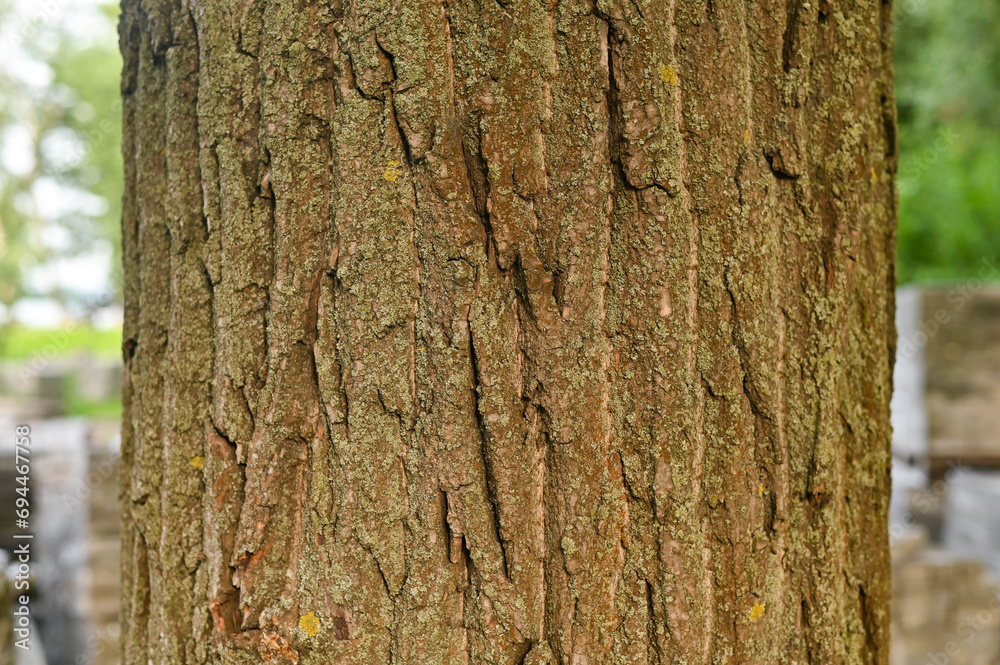 textured tree bark. tree trunk close-up..
