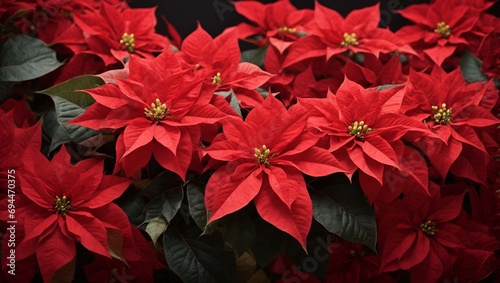 beautiful poinsettia and space for text on blurred background, traditional Christmas flower photo