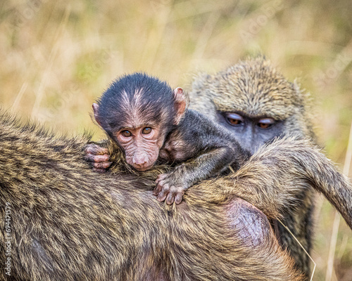 Tapety artystyczne baboon with baby