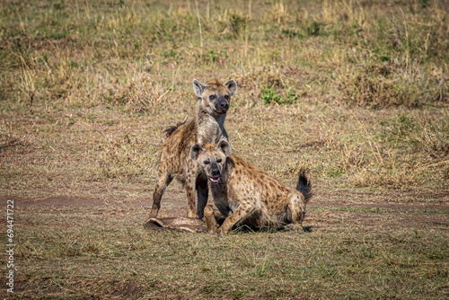 hyena in the savannah