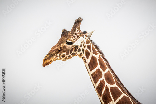 Photography giraffe