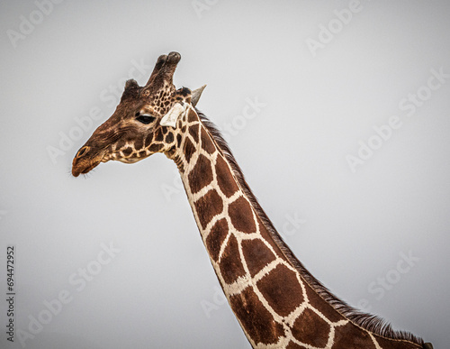Canvas Print giraffe