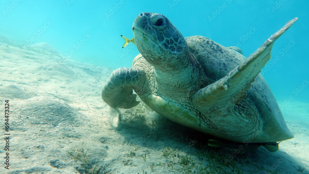 Obraz premium Green turtles are the largest of all sea turtles. A typical adult is 3 to 4 feet long and weighs between 300 and 350 pounds.